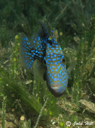 Juvinile Triggerfish feeding in the grass.  Waited a long... by John Hill 